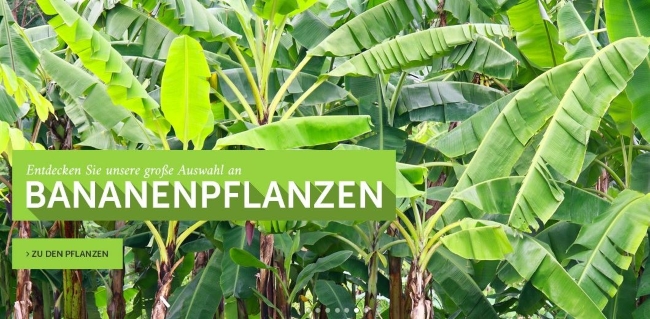der-palmenmann-bananenpflanzen