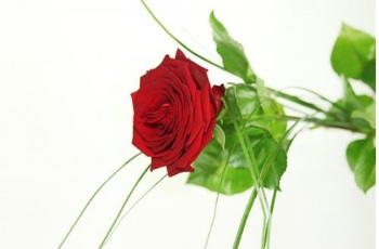rosenbote-rosen