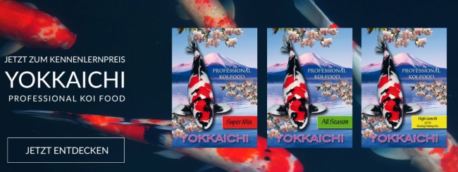 hanako-koi-koifutter