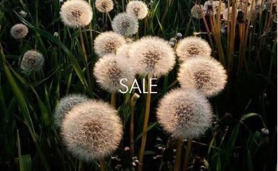 Edenly Sale